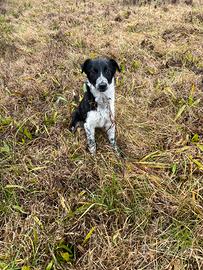 Cucciola border collie