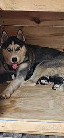 cuccioli di siberian husky