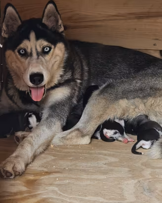 cuccioli di siberian husky