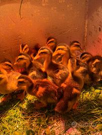 Anatroccoli Apple silver