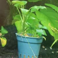 anubias pianta per acquario 