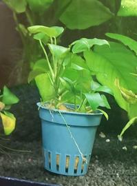 anubias pianta per acquario 