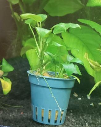 anubias pianta per acquario 