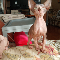 Cucciola di sphynx