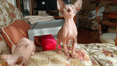 Cucciola di sphynx