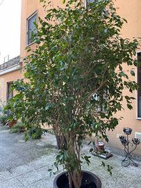Ficus Benjamin