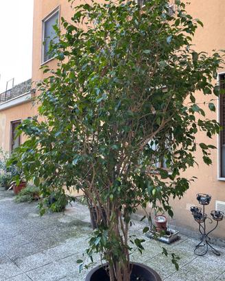 Ficus Benjamin