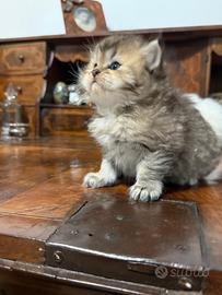 Gattini persiani raggamuffin