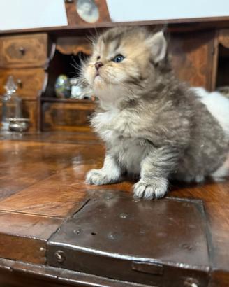 Gattini persiani raggamuffin