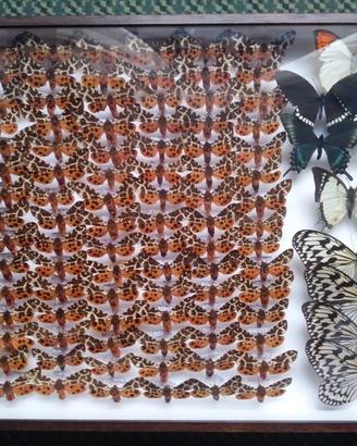 collezione farfalle