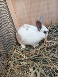 Coniglietto nano