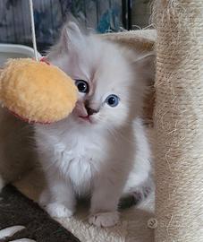 Cuccioli Ragdoll con Pedigree