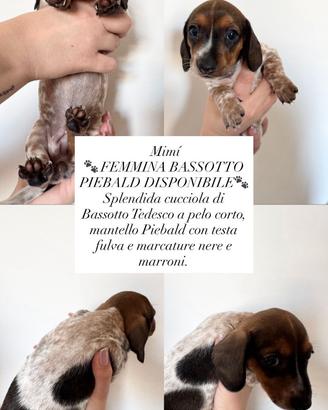 I bassotti di Emy