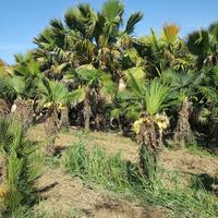 palme washigtonia e Excelsa