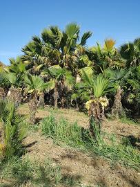 palme washigtonia e Excelsa