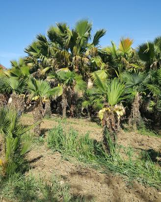 palme washigtonia e Excelsa