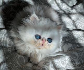 Gatto Persiano Chinchilla