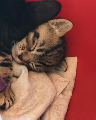 gattini dolci misti persiani