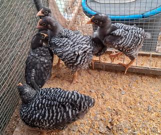 Pulcinotti di gallina Amrock 