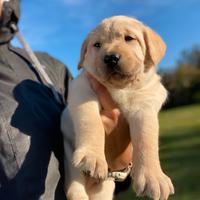 Cuccioli Labrador biondi con pedigree