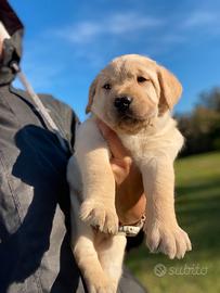 Cuccioli Labrador biondi con pedigree