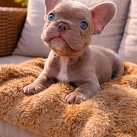 Cuccioli di Bulldog Francese disponibili