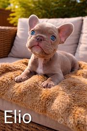 Cuccioli di Bulldog Francese disponibili
