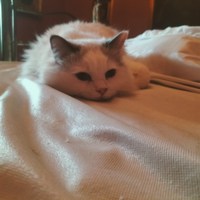 5 cuccioli di Ragdoll