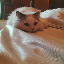 5 cuccioli di Ragdoll