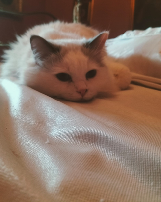 5 cuccioli di Ragdoll