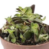 Crassula Exilis picturata pianta giardino roccioso