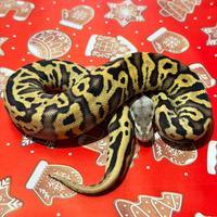 Ball Phyon, pitone Reale, rettili, Serpenti