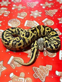 Ball Phyon, pitone Reale, rettili, Serpenti