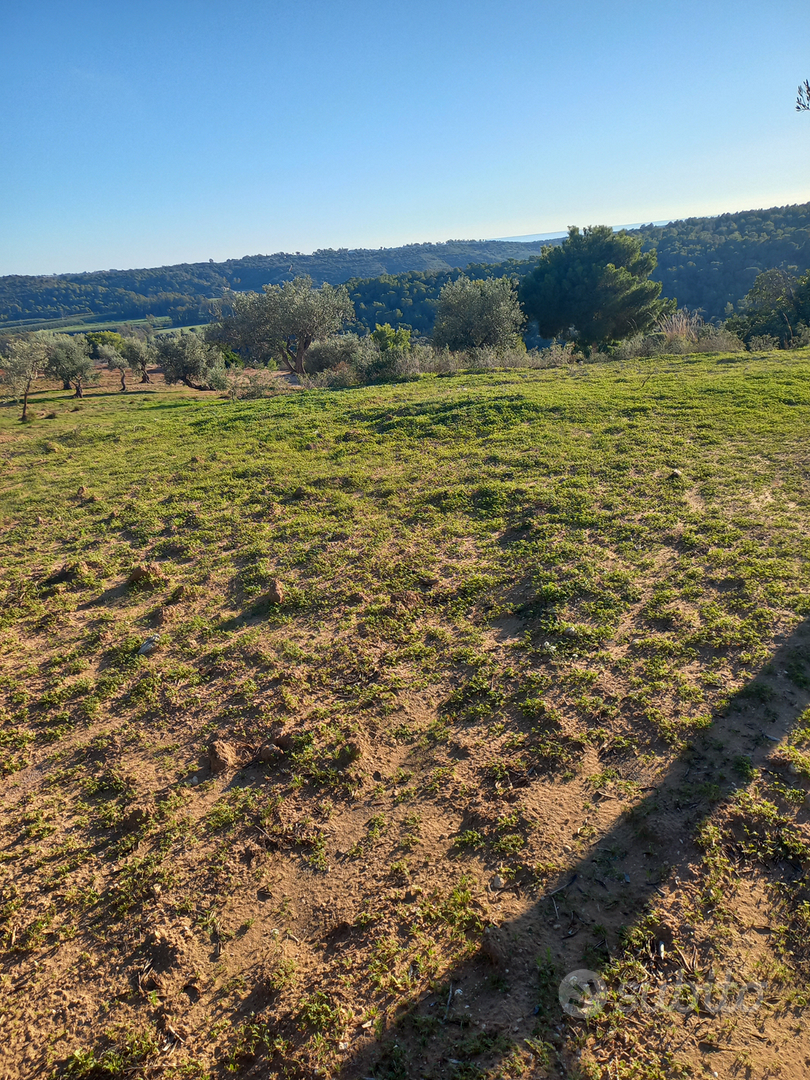 Terreno con uliveto - Vista 4