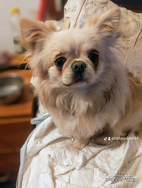 Super Chiuauha do monta, con pedigree ENCI selezio