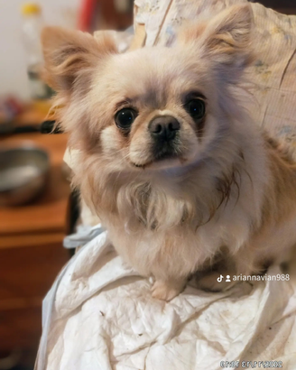 Super Chiuauha do monta, con pedigree ENCI selezio