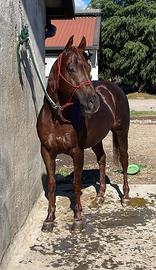 Cavallo Quarter horse