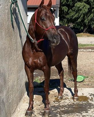 Cavallo Quarter horse