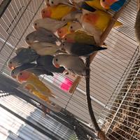 Pappagallini inseparabile Roseicollis