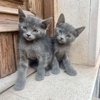 Gattini blu di russia