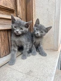 Gattini blu di russia