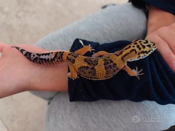 Geco leopardino maschio