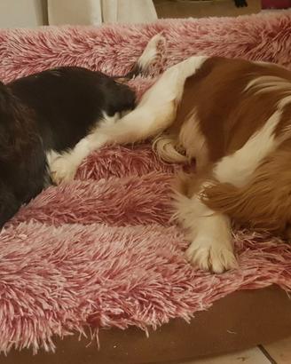 King cavalier con pedigree per accoppiamento