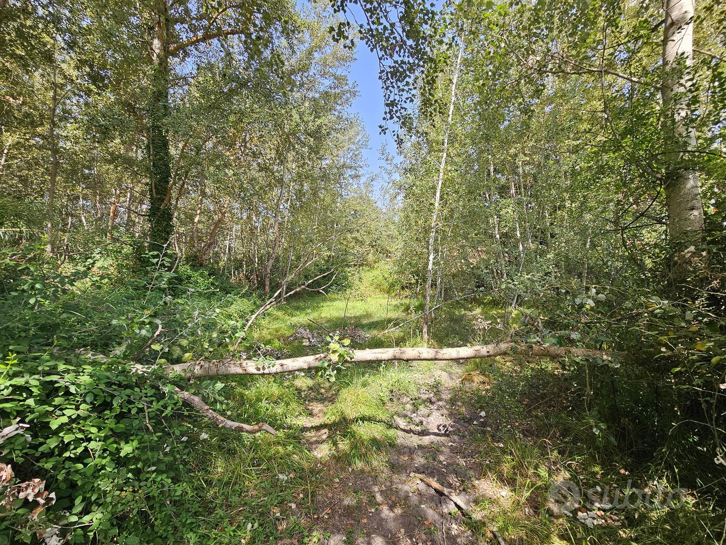 Terreno agricolo 2,2 ettari con acqua - Ploaghe - Vista 4