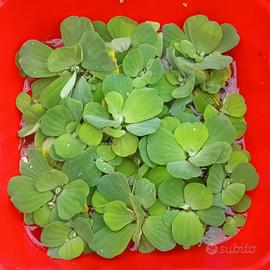  Lattuga d'acqua - Pistia Stratiotes 