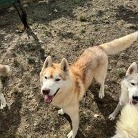 Siberian Husky pedigree Enci