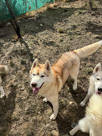 Siberian Husky pedigree Enci