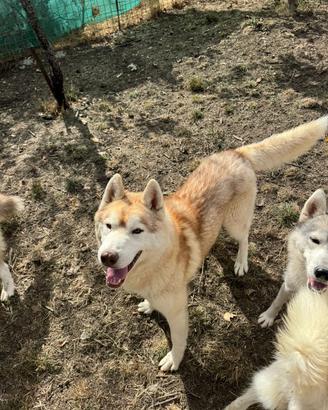 Siberian Husky pedigree Enci