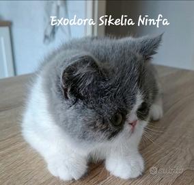 Exotic Shorthair Persiano