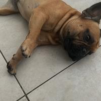 Bulldog francese per Monta